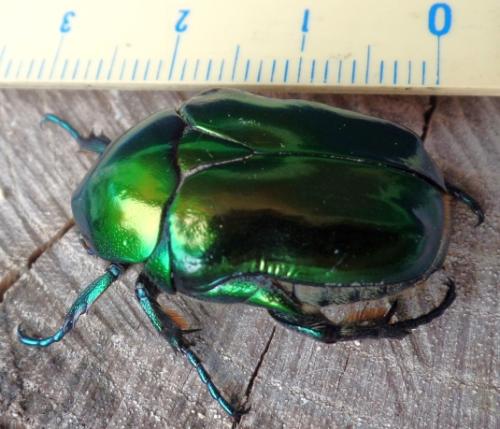 Cetonischema speciosissima